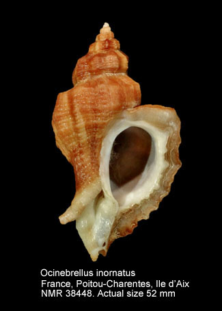 Ocinebrellus inornatus.jpg - Ocinebrellus inornatus(Récluz,1851)